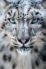 Close-up of snow leopard face. AI Generated. Art Print